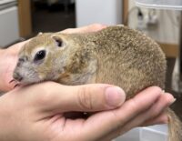 リチャードソンジリスの画像10