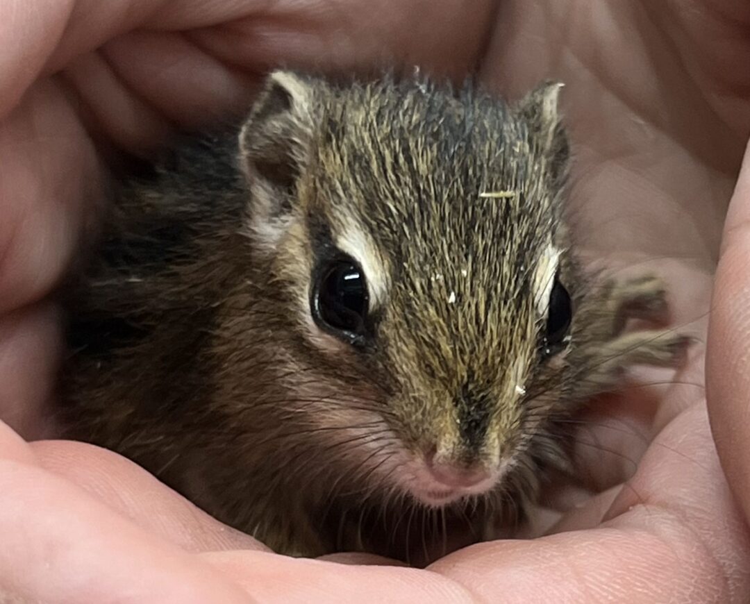 シマリス （2024年春生まれの新生児）【ご予約画面】 | ピュアアニマル