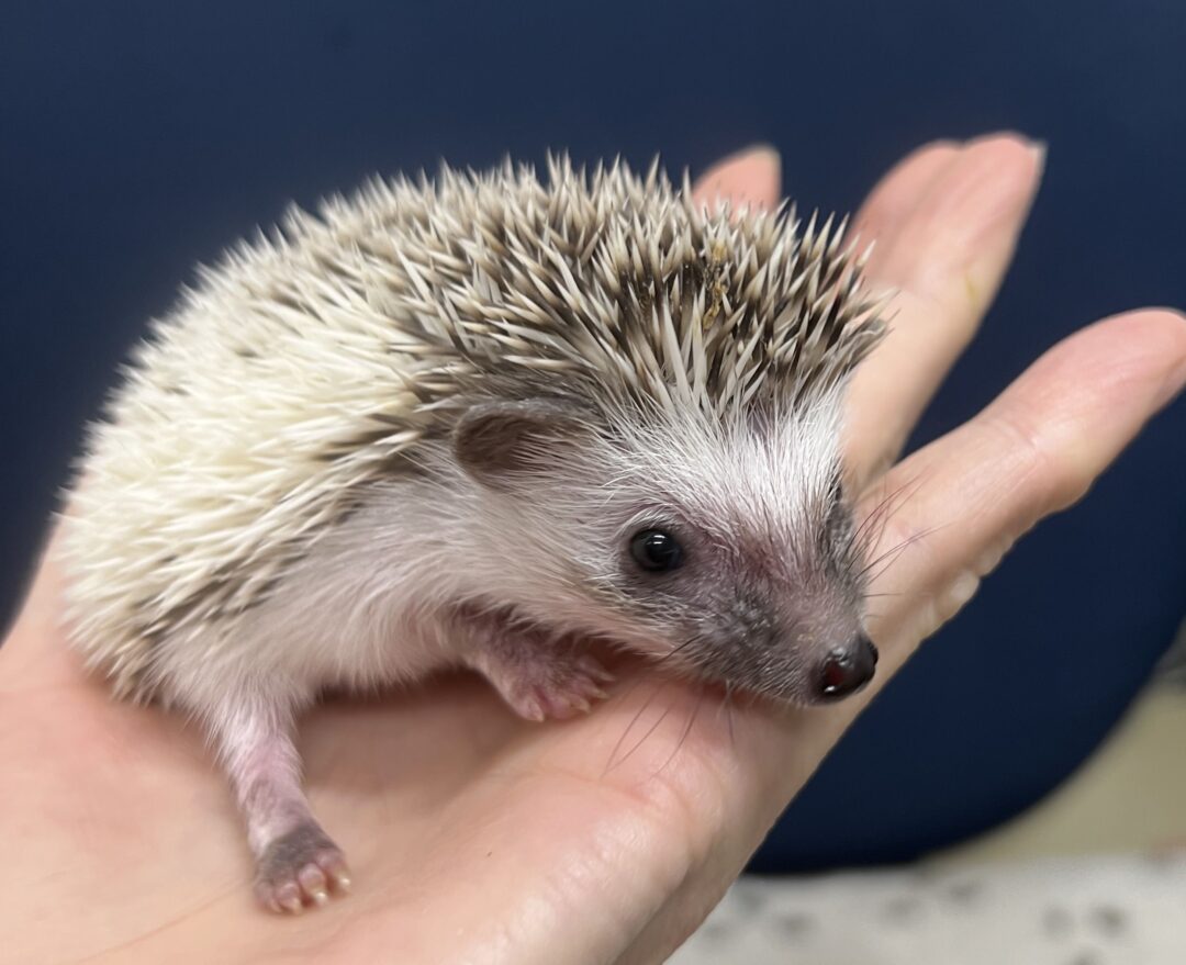 ハリネズミ（国産ベビー：パイド♀） | ピュアアニマル