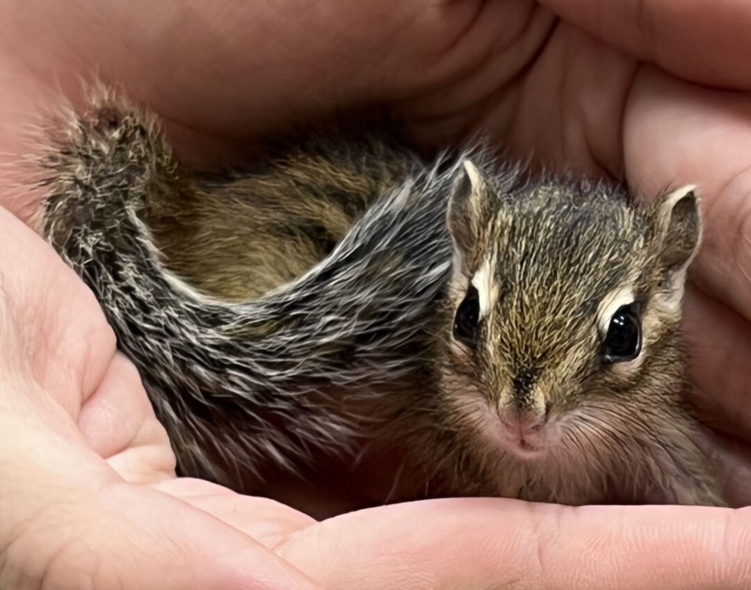 シマリス （2024年春生まれの新生児）【ご予約画面】 | ピュア