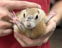 リチャードソンジリスの画像3