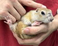 リチャードソンジリスの画像8