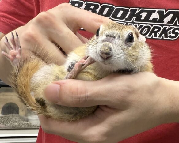 リチャードソンジリスのメイン画像