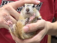 リチャードソンジリスの画像1