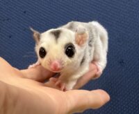 フクロモモンガの画像3