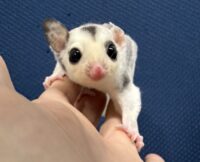 フクロモモンガの画像1