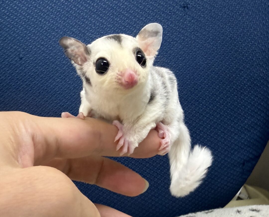 フクロモモンガのメイン画像