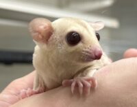 フクロモモンガの画像8