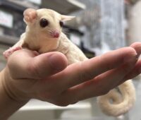 フクロモモンガの画像6