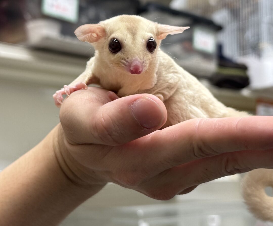 フクロモモンガのメイン画像