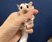 フクロモモンガの画像2