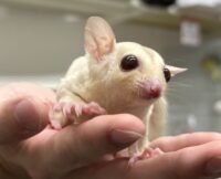 フクロモモンガの画像1