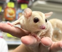 フクロモモンガの画像3