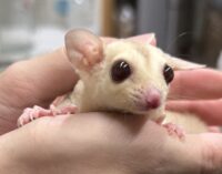 フクロモモンガの画像7