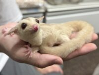 フクロモモンガの画像2