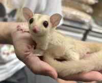 フクロモモンガの画像9