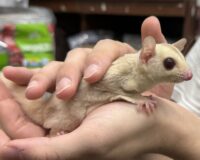 フクロモモンガの画像5