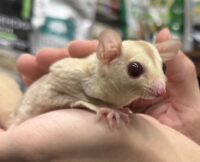 フクロモモンガの画像10