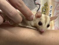 フクロモモンガの画像11