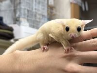 フクロモモンガ ベビー ピュアホワイト（タイCB♀）販売｜東京都大田区のエキゾチックアニマル専門店ピュア☆アニマルの画像5