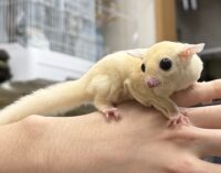 フクロモモンガの画像3