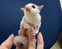 フクロモモンガの画像9