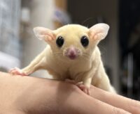 フクロモモンガの画像2