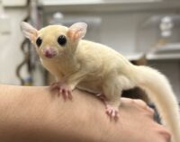 フクロモモンガの画像1