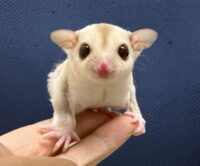 フクロモモンガの画像4
