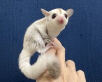 フクロモモンガの画像7