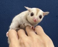 フクロモモンガの画像5
