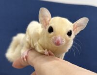 フクロモモンガ ベビー ピュアホワイト（タイCB♀）販売｜東京都大田区のエキゾチックアニマル専門店ピュア☆アニマルの画像6