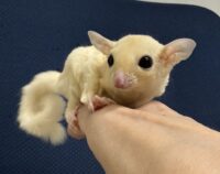 フクロモモンガ ベビー ピュアホワイト（タイCB♀）販売｜東京都大田区のエキゾチックアニマル専門店ピュア☆アニマルの画像7