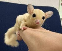 フクロモモンガ ベビー ピュアホワイト（タイCB♀）販売｜東京都大田区のエキゾチックアニマル専門店ピュア☆アニマルの画像8