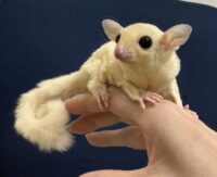 フクロモモンガ ベビー ピュアホワイト（タイCB♀）販売｜東京都大田区のエキゾチックアニマル専門店ピュア☆アニマルの画像9