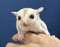 フクロモモンガの画像8