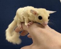 フクロモモンガ ベビー ピュアホワイト（タイCB♀）販売｜東京都大田区のエキゾチックアニマル専門店ピュア☆アニマルの画像10