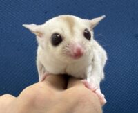 フクロモモンガの画像10