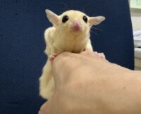 フクロモモンガ ベビー ピュアホワイト（タイCB♀）販売｜東京都大田区のエキゾチックアニマル専門店ピュア☆アニマルの画像11