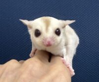 フクロモモンガの画像3
