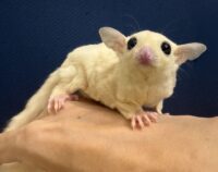 フクロモモンガ ベビー ピュアホワイト（タイCB♀）販売｜東京都大田区のエキゾチックアニマル専門店ピュア☆アニマルの画像4