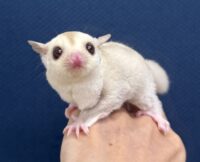フクロモモンガの画像1