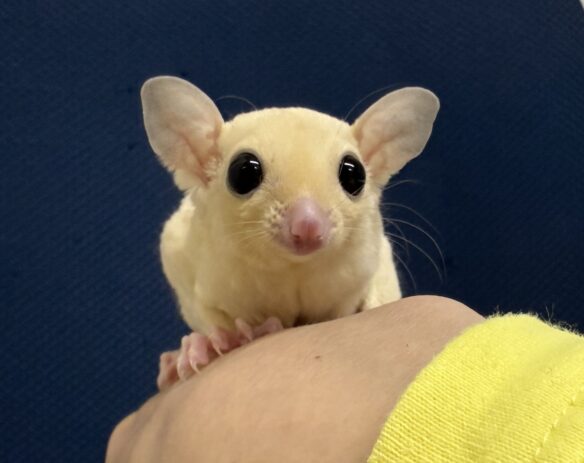 フクロモモンガのメイン画像