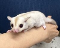 フクロモモンガの画像6