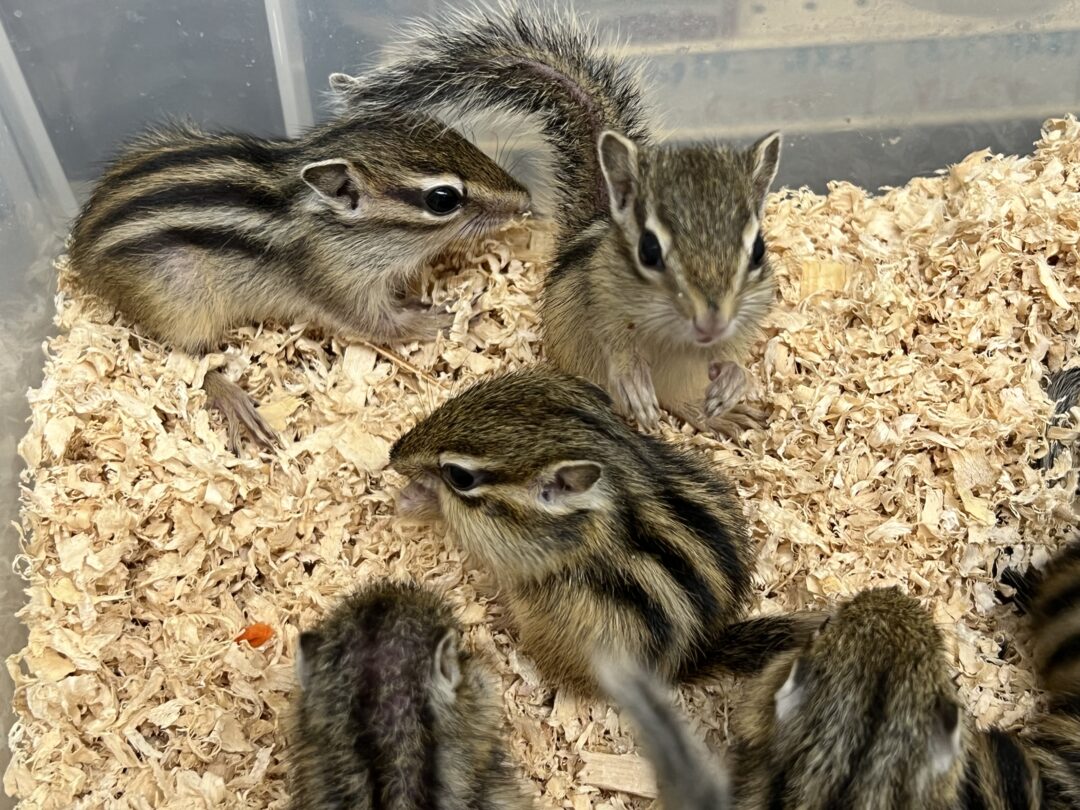 シマリス （2024年春生まれの新生児）【ご予約画面】 | ピュアアニマル