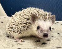 ハリネズミ（国産ベビー：ソルト＆ペッパー♀）懐っこいです♪の画像1