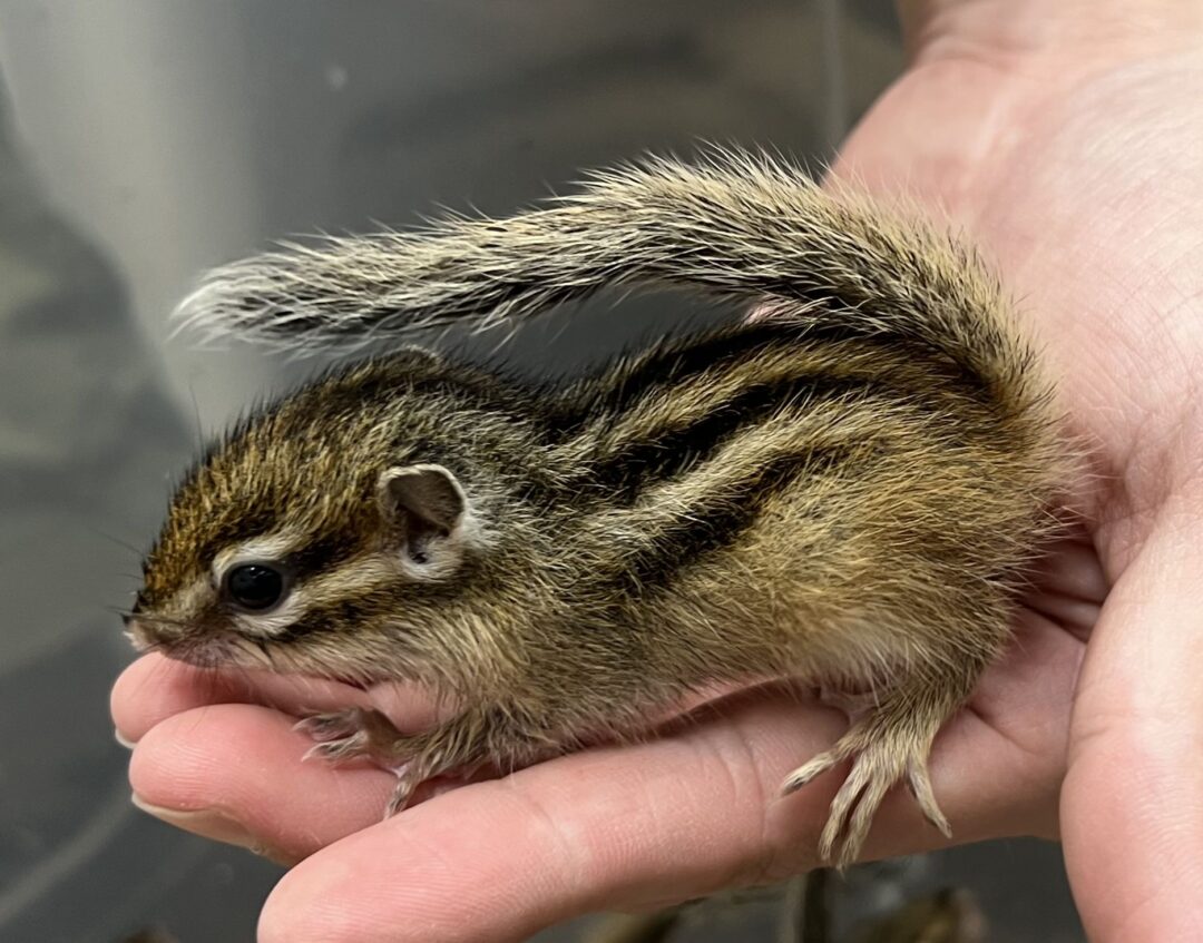 シマリス （2024年春生まれの新生児）【ご予約画面】 | ピュアアニマル