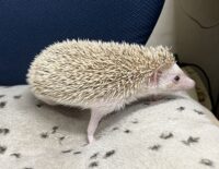 ハリネズミ（カナダ産：シナモン♀）超懐っこいです♪の画像7