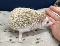 ハリネズミ（カナダ産：シナモン♀）超懐っこいです♪の画像2