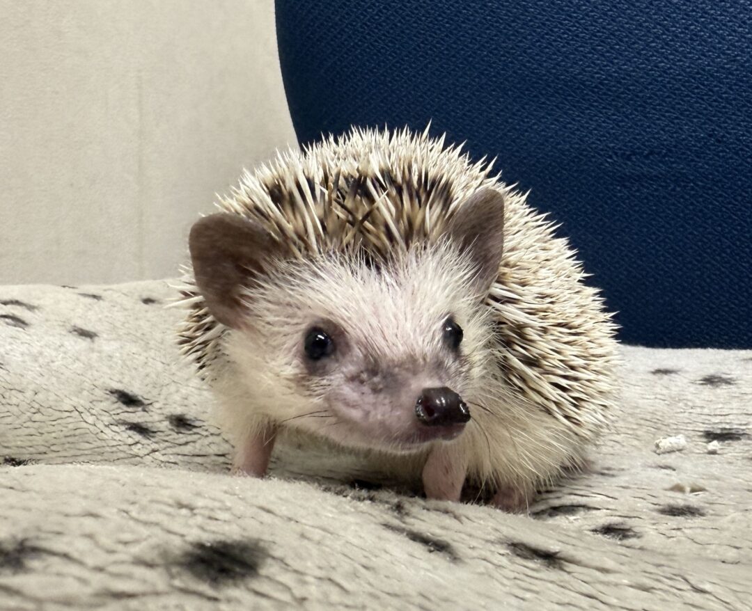 ハリネズミ（国産ベビー：ソルト＆ペッパー♀）懐っこいです♪のメイン画像